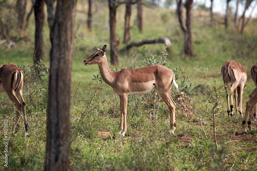 Impala