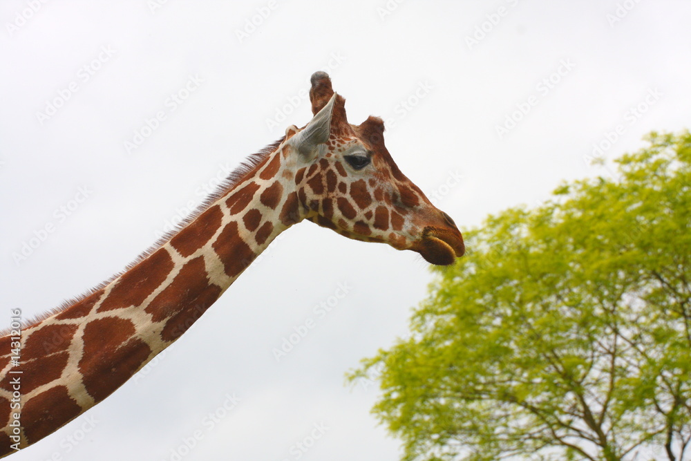 girafe girafe