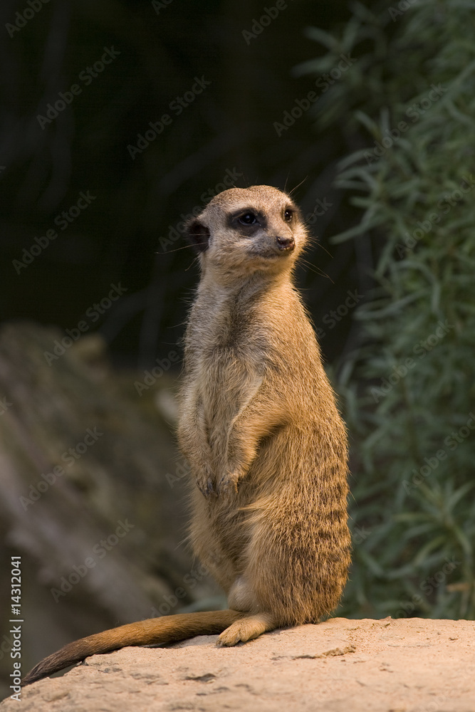 Fototapeta premium Wächter-Erdmännchen