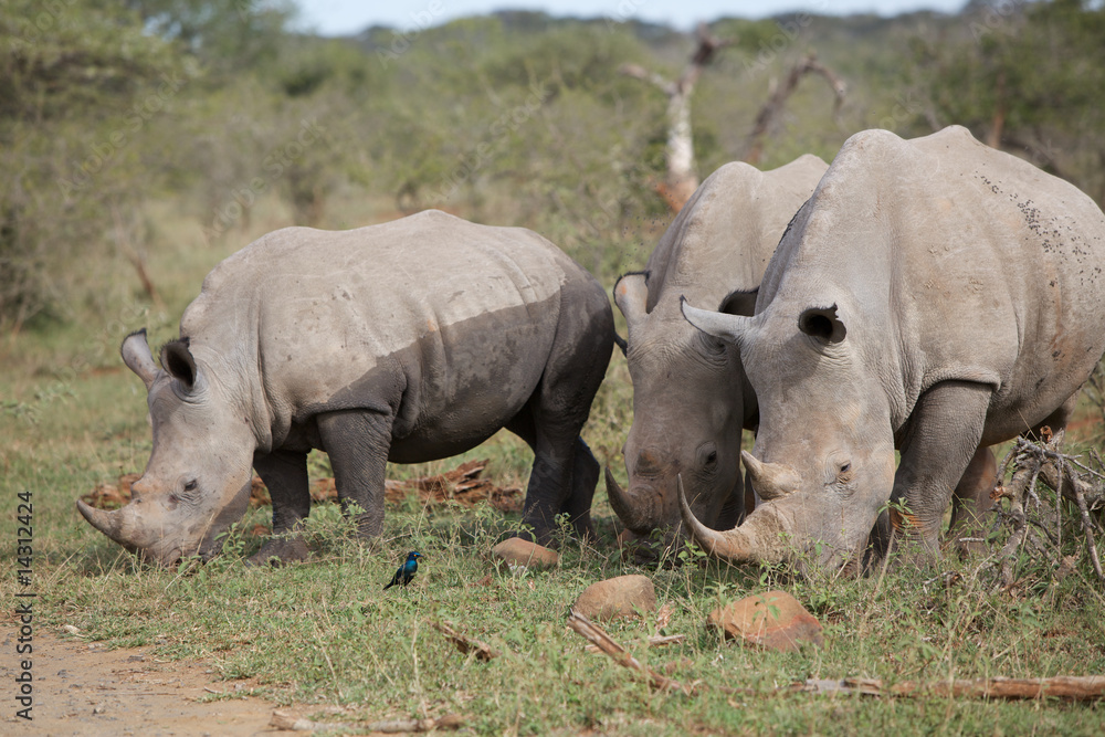 Fototapeta premium Nashorn