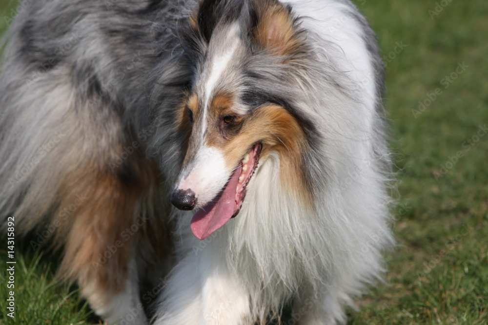 Langhaar Collie