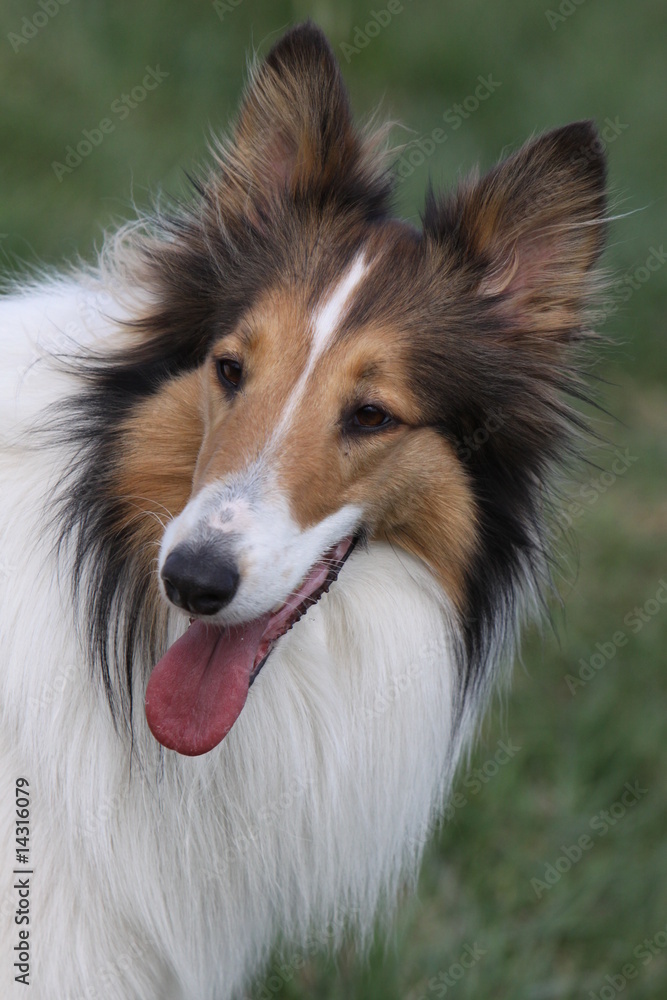 Langhaar Collie