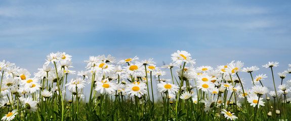 Papier peint photo Marguerites Prairie estivale aux herbes folles  © Hunta