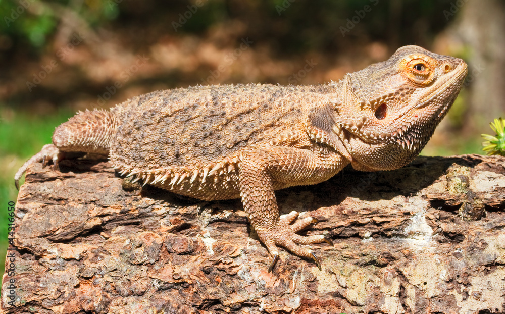 Bearded Dragon Bearded Dragon