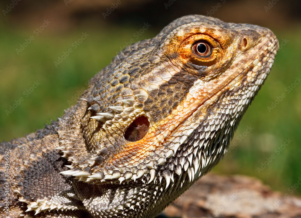 Obraz premium Bearded Dragon