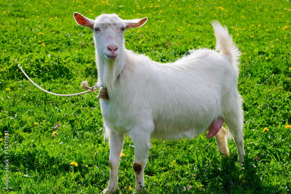 Fototapeta premium Goat posing on a green sunny field.