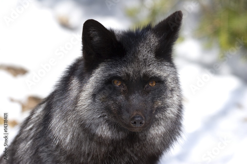 Silver Fox II © grabj