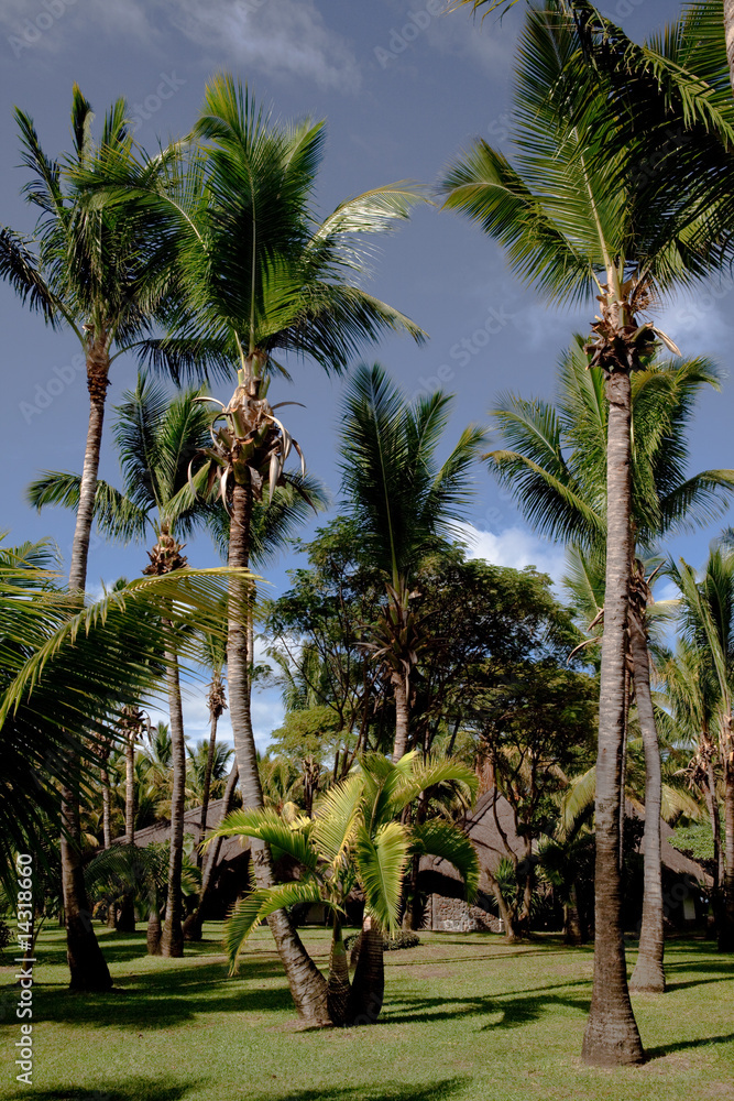 Obraz premium Jardin tropical