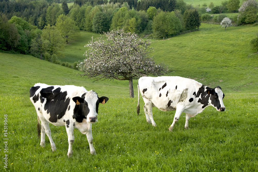 2 vaches au printemps 2 vaches au printemps