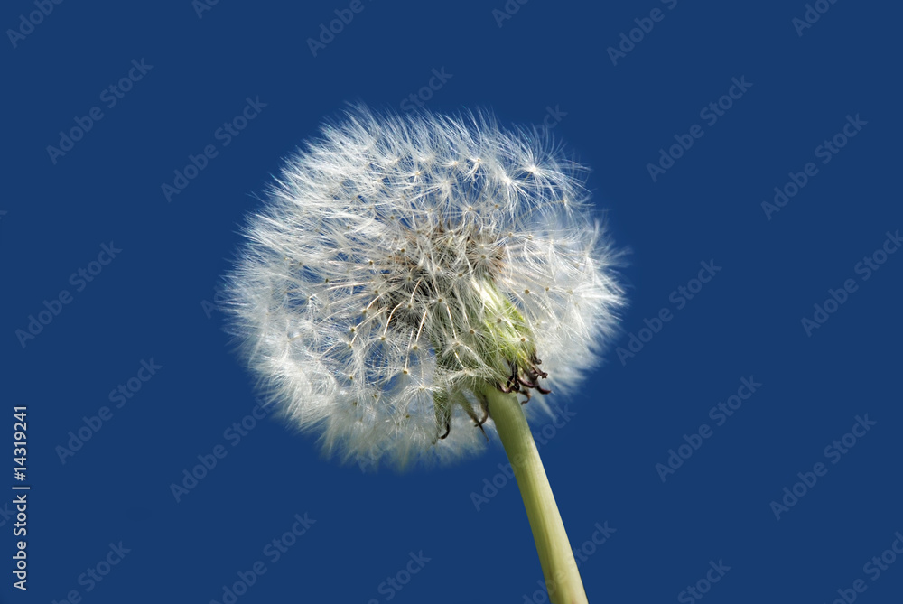 Obraz premium White dandelion against blue sky