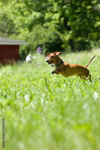 Mniature Dachshund chase photo