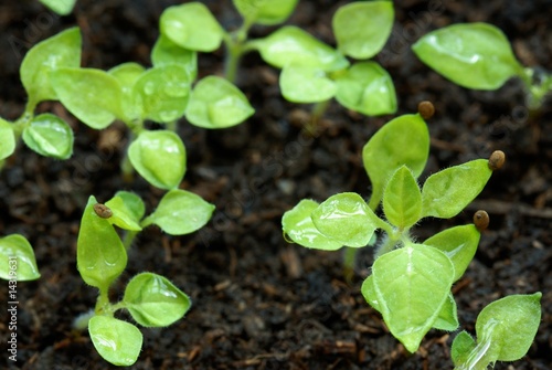 Basil germinating