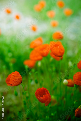 coquelicots dans un champs très tot le matin