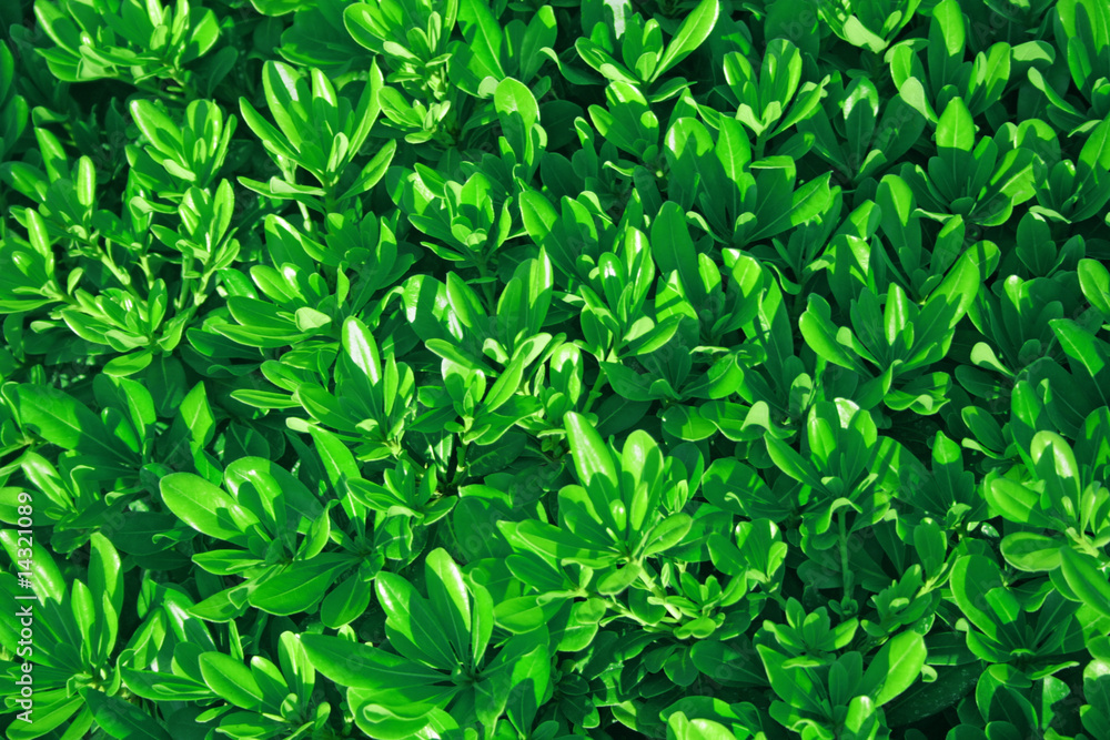 Green leaves background.