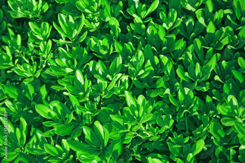 Green leaves background.