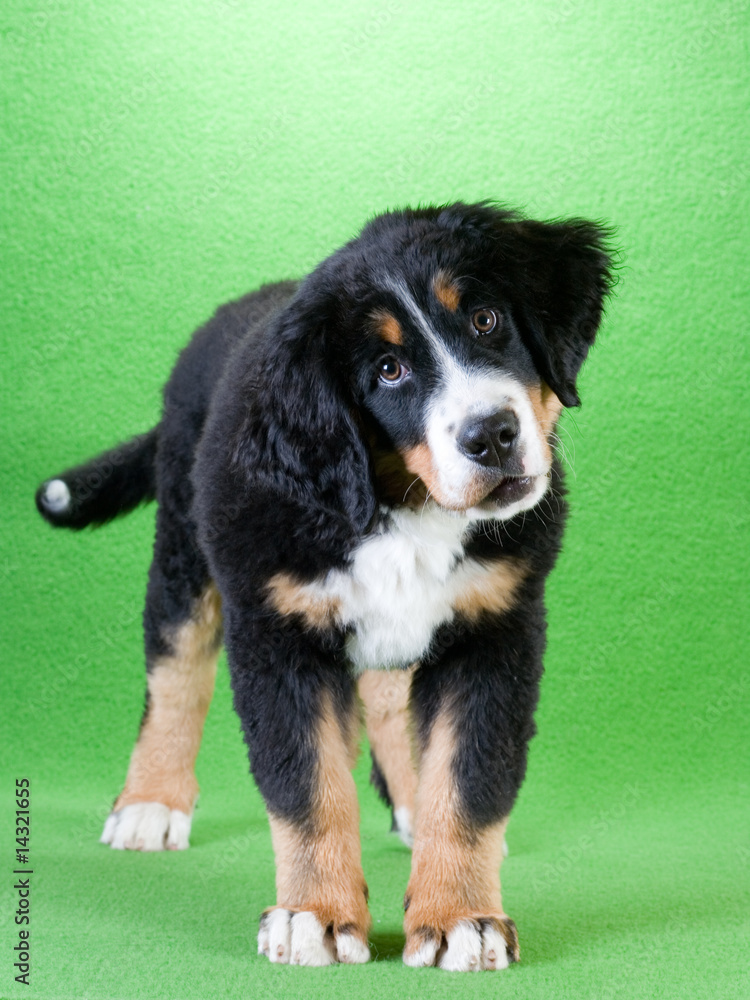 young bernese mountain dog isolated on green