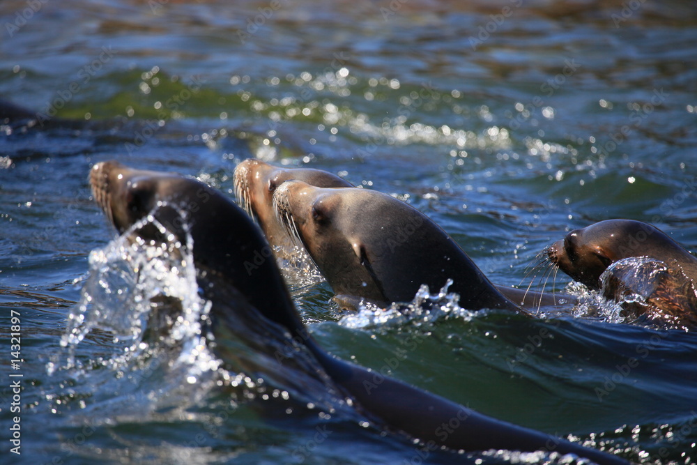 Fototapeta premium Seelöwen