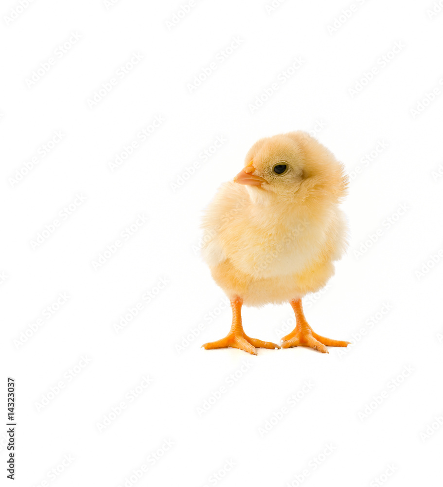 chick on white chick on white