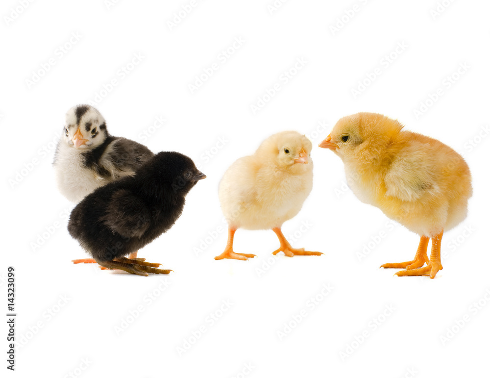 group of diffrenet chicks