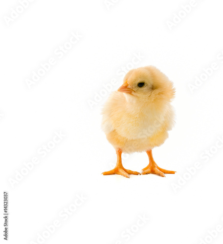 chick on white
