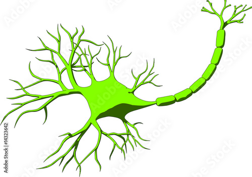 nervenzelle mit dendrite