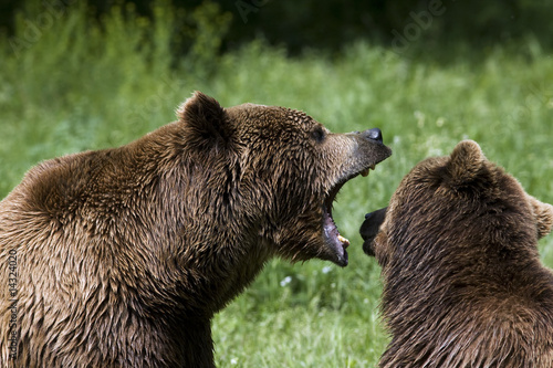 фотографія brown bear / Ursus arctos