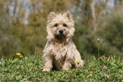 Bild auf Leinwand pose pour le cairn terrier assis dans le jardin vu de face