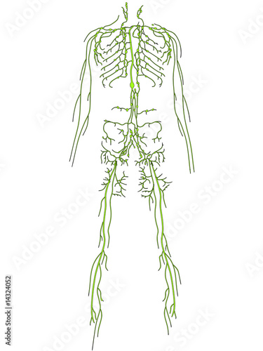 lymphsystem