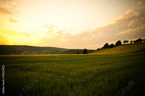 Getreidefeld im Sonnenuntergang © ceo77