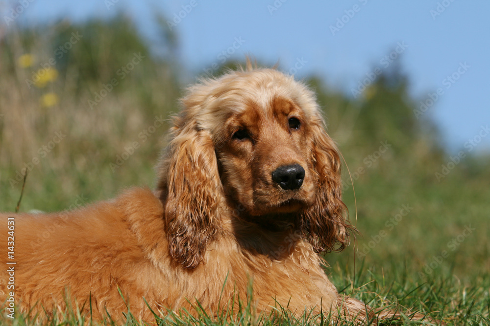 moment de repos pour le cocker spaniel anglais allongé moment de repos pour le cocker spaniel anglais allongé