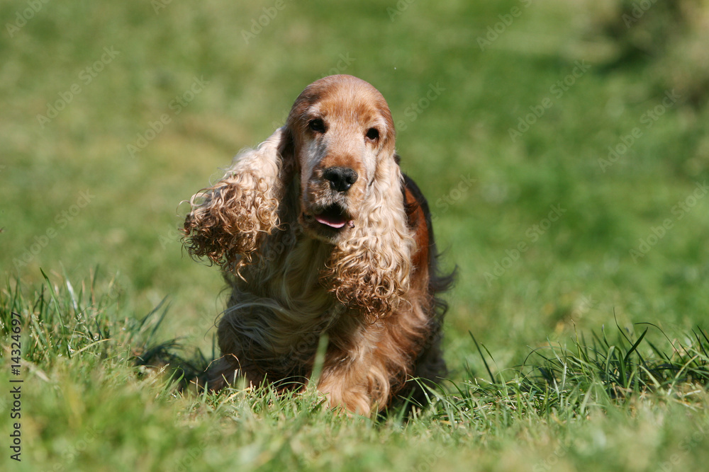 jeune cocker spaniel anglais marchant dans l'herbe vu de face jeune cocker spaniel anglais marchant dans l'herbe vu de face