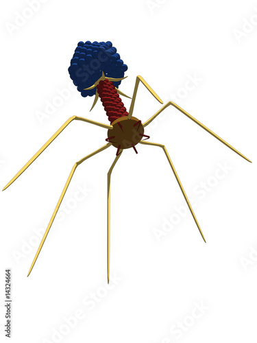 isolierte bakteriophage