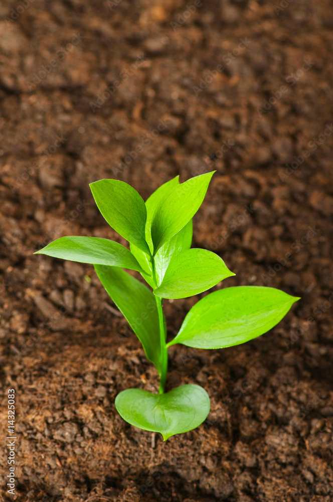 New life concept - green seedling growing out of soil New life concept - green seedling growing out of soil