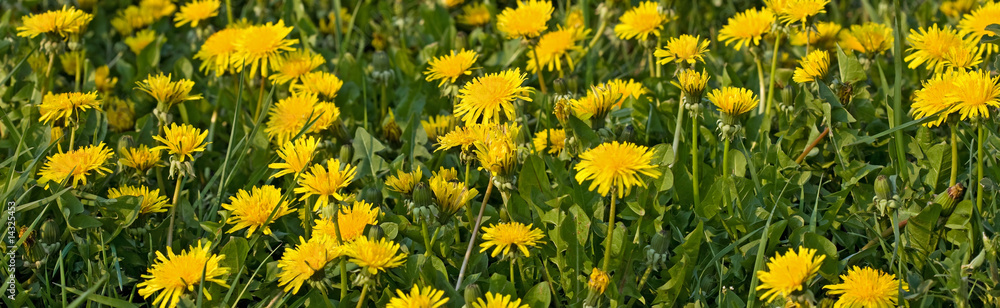 Abundance of dandelions banner Abundance of dandelions banner