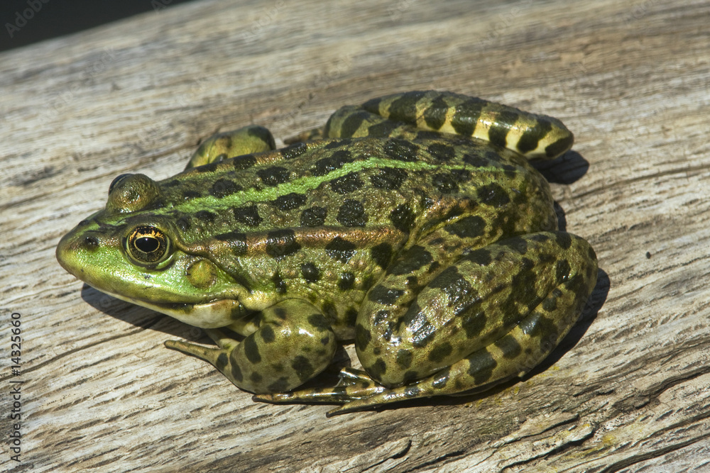 Naklejka premium marsh frog / Rana ridibunda