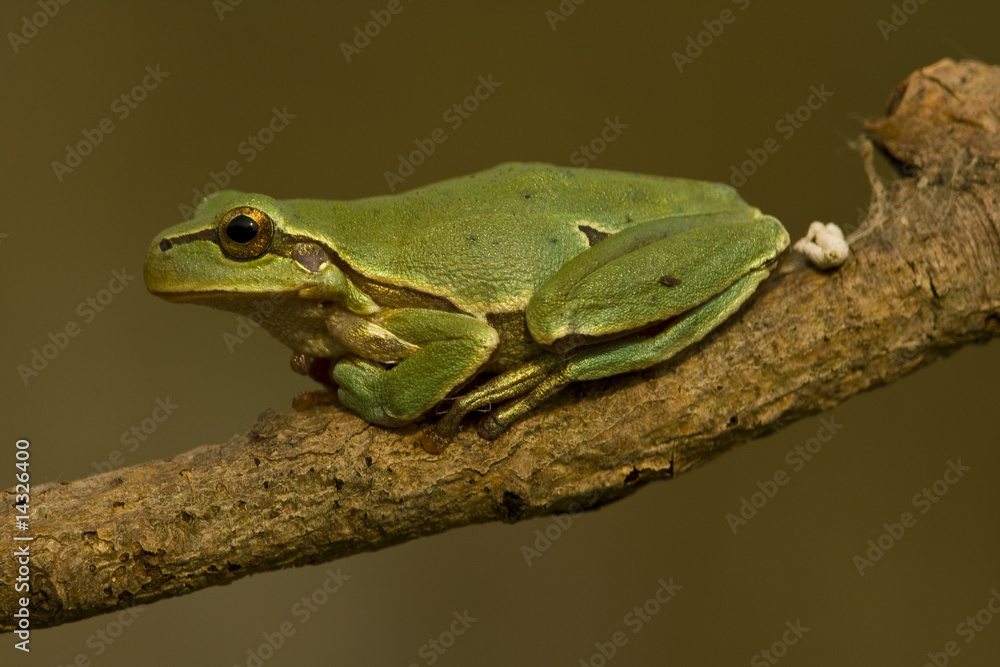 Obraz premium green tree frog / Hyla arborea