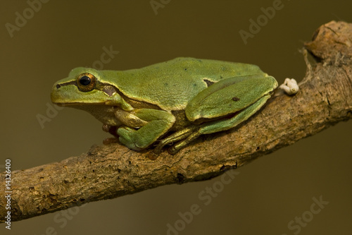 green tree frog / Hyla arborea