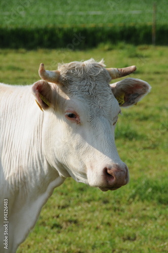Weisse Kuh auf Weide © fothoss
