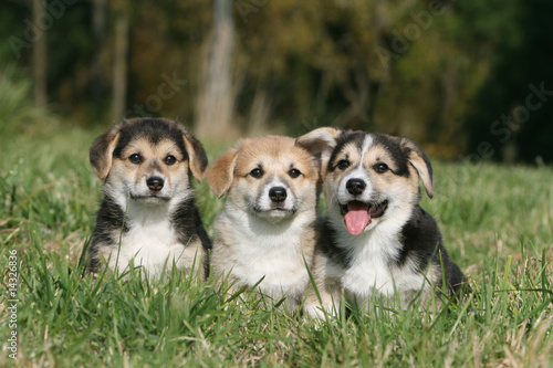 trois chiots welsh corgi pembroke allongés dans l'herbe © Dogs
