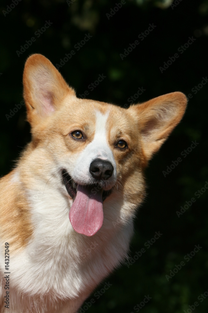 portrait du welsh corgi pembroke adulte dans le jardin portrait du welsh corgi pembroke adulte dans le jardin