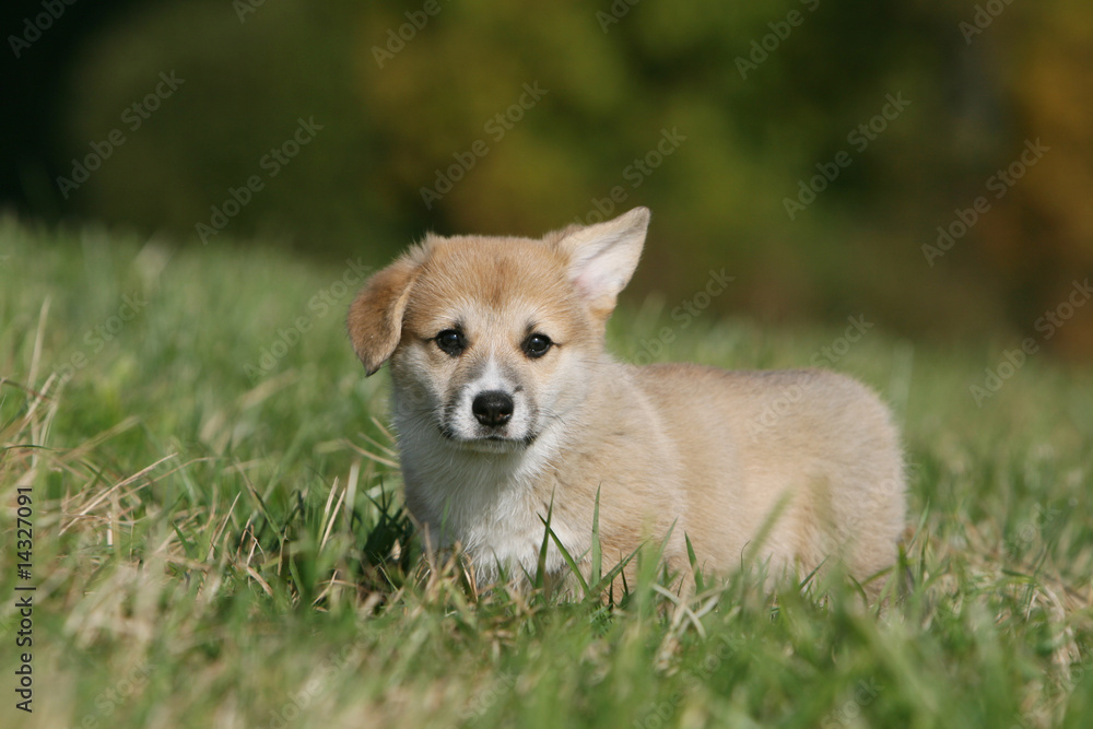 chiot welsh corgi pembroke debout dans les champs en été