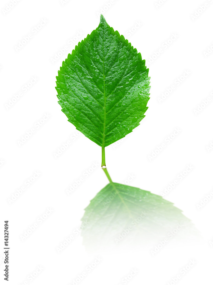 Fototapeta premium green dewy leaf on white with reflection