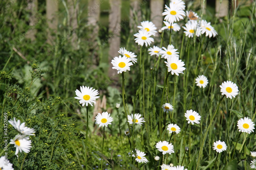 Fototapeta premium Bauerngarten mit Magarithen
