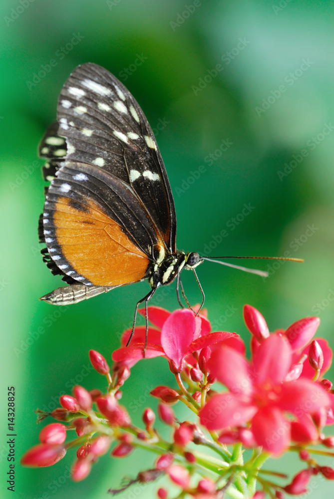 Obraz premium Monarch butterfly
