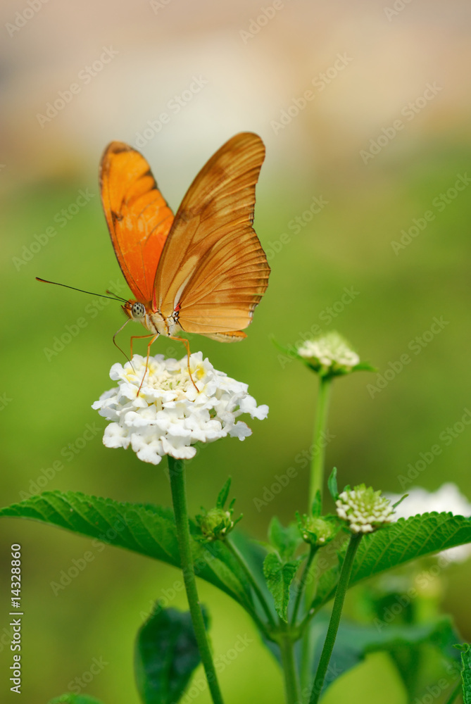Julia Butterfly Julia Butterfly