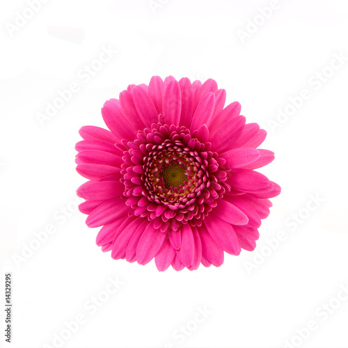 Pink gerber isolated on white background