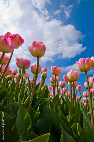 Pink tulips against blue sky