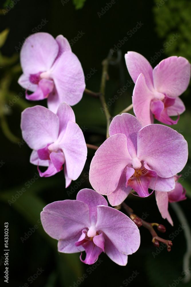 Fototapeta premium Orchids