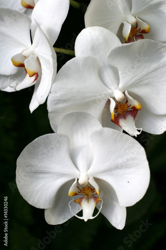 Orchids