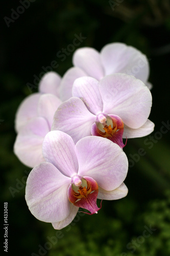 Orchids